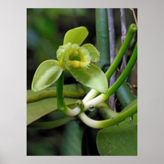 バニラオーキッド ポスター (正面)