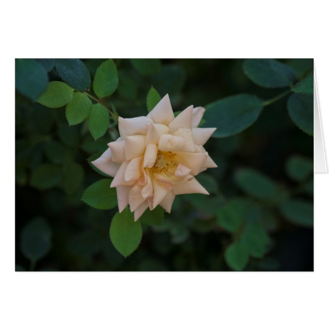 バニラバラ (正面横)