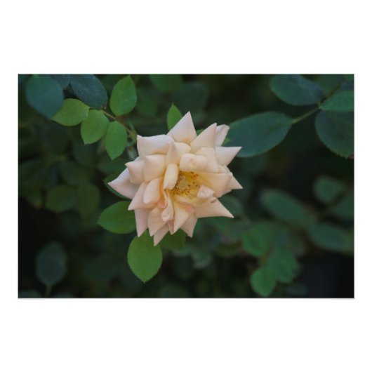 バニラバラ フォトプリント            (正面)