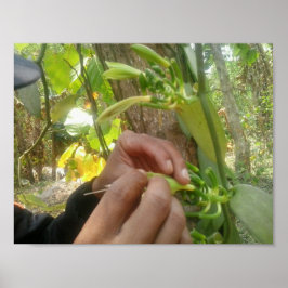 バニラフラワー受粉 ポスター