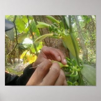 バニラフラワー受粉 ポスター