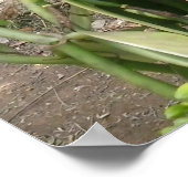 バニラプラニフォリアオーキッド ポスター (角)