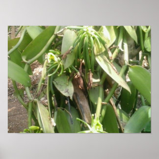 バニラプラニフォリアオーキッド ポスター