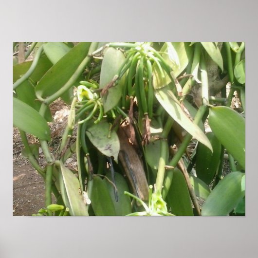 バニラプラニフォリアオーキッド ポスター (正面)