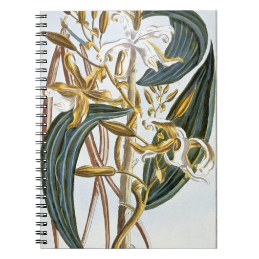 バニラポッド、「コレクションPrecieuseからのプレート65、 ノートブック (正面)