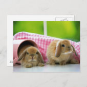 バニーが私を愛している ポストカード (正面/裏面)