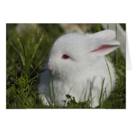 バニーのくんくんかぐ花