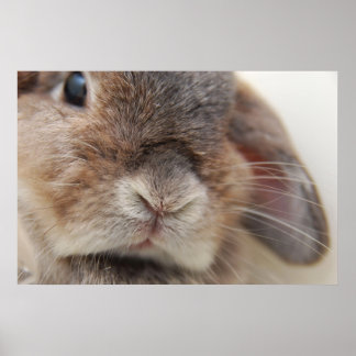 バニーのアンドラ:凝視 ポスター