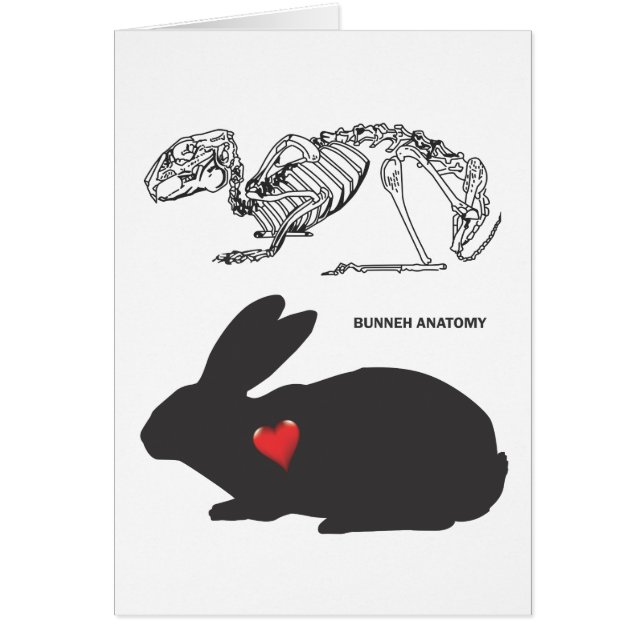 バニーの解剖学 (正面)