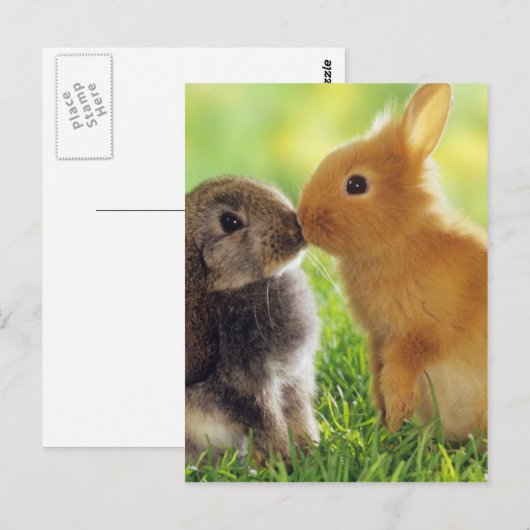 バニーキス ポストカード (正面/裏面)