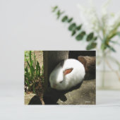 バニードリームズはがき ポストカード (スタンド正面)