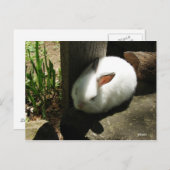 バニードリームズはがき ポストカード (正面/裏面)