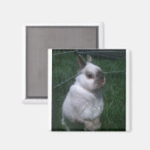 バニーラビットスクエアマグネット マグネット (正面/裏面)