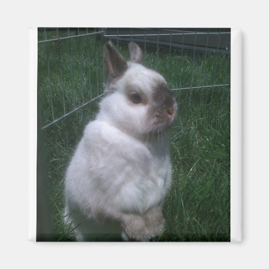 バニーラビットスクエアマグネット マグネット (正面)