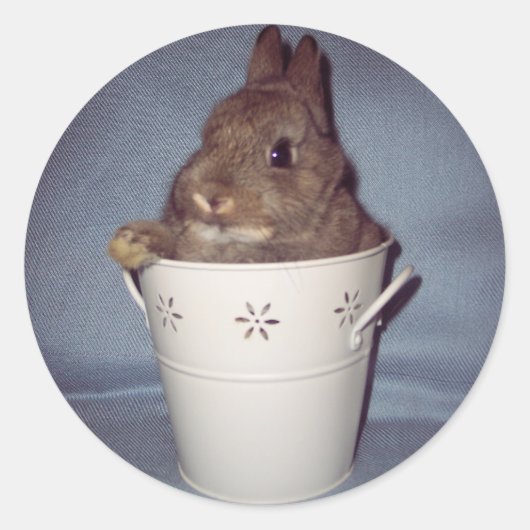 バニーラビットステッカー ラウンドシール (正面)