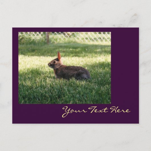バニーラビットポストカード ポストカード (正面)