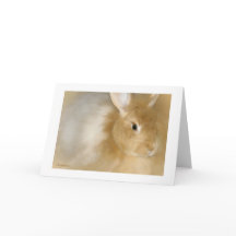 バニーラビット（キャラメル）