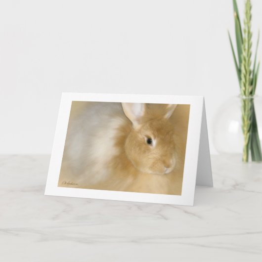 バニーラビット（キャラメル） シーズンカード (正面)