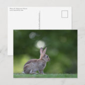 バニー写真 ポストカード (正面/裏面)