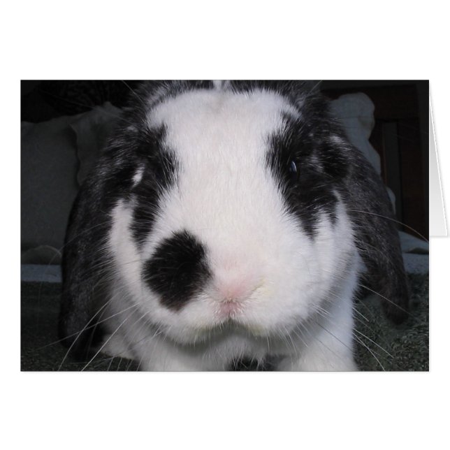 バニー愛 (正面横)