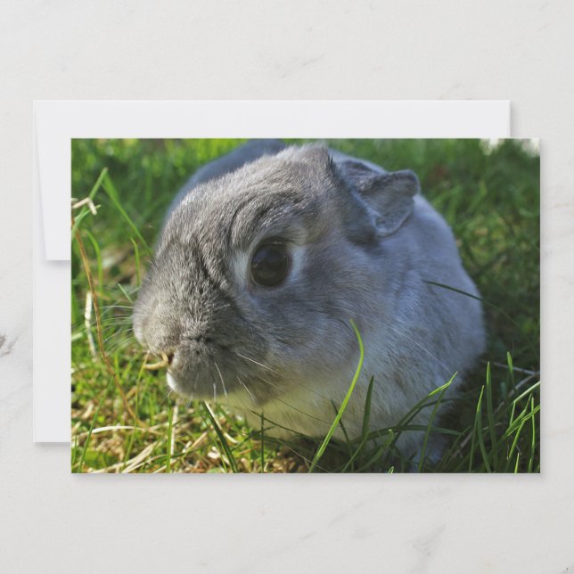 バニー氏の接写 (正面)