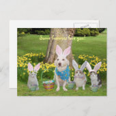 バニー猫とバニー犬 シーズンポストカード (正面/裏面)