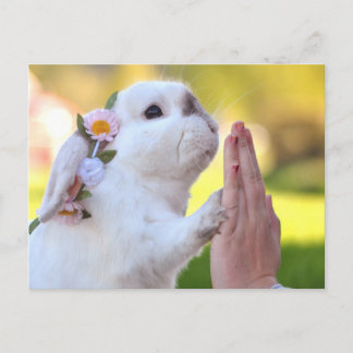 バニー葉書を除外する ポストカード