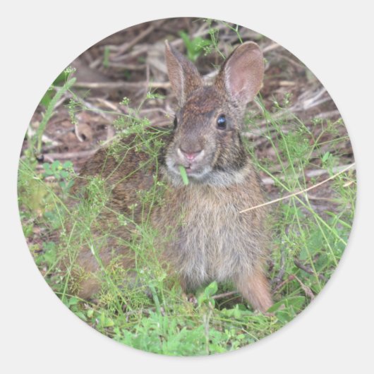バニー間抜けラビット食べのランチステッカー ラウンドシール (正面)