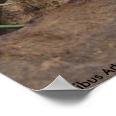 バニー・ウィスパー ポスター (角)