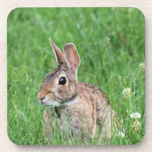 バニー コースター (正面)