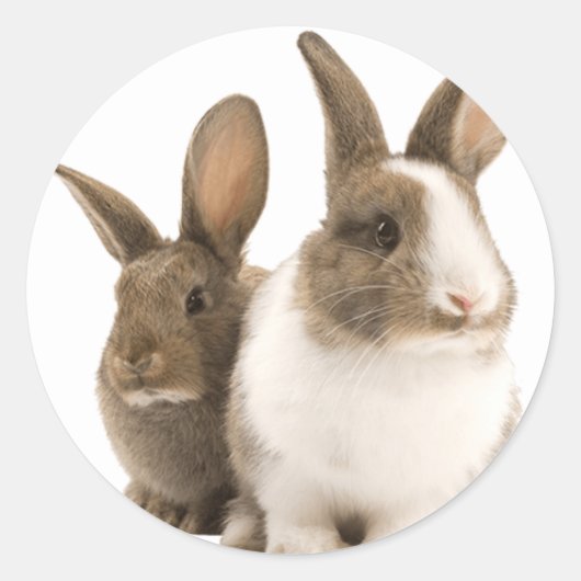 バニー・ステッカー ラウンドシール (正面)