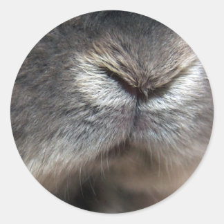 バニー・ノーズ ラウンドシール