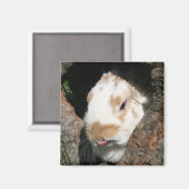 バニー・ハバグ磁石 マグネット (正面/裏面)