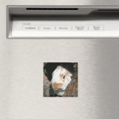 バニー・ハバグ磁石 マグネット (インサイチュ (食洗機))