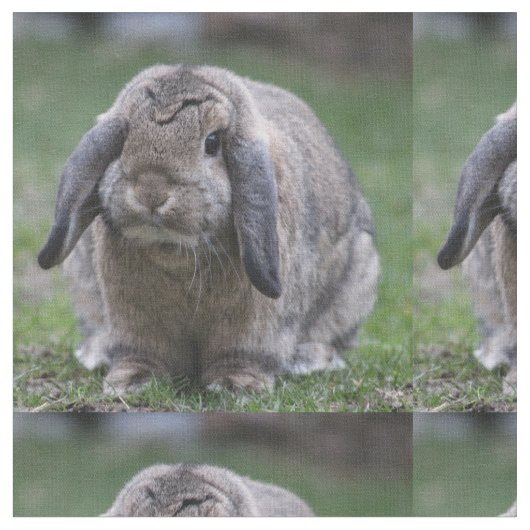 バニー ファブリック (クローズアップ)