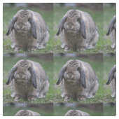 バニー ファブリック (見本)