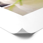 バニー・ムッチングのポスター ポスター (角)