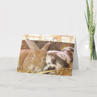 バニー・ラブ カード