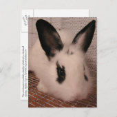 バニー 案内ポストカード (正面/裏面)