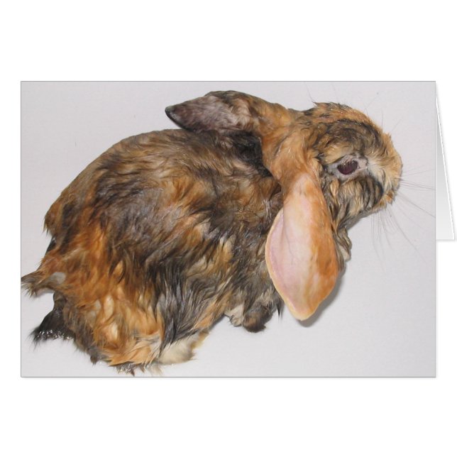 バニーBathtime (正面横)