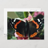 バネッサ・アタランタ赤提督 ポストカード (正面/裏面)