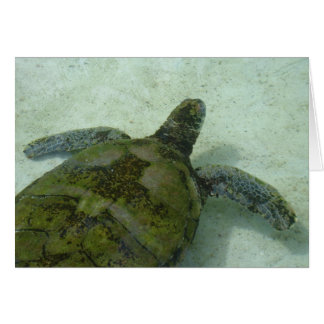 バハマのカメ