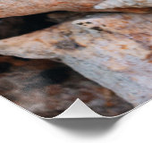 バハマのコンチシェル ポスター (コーナー)