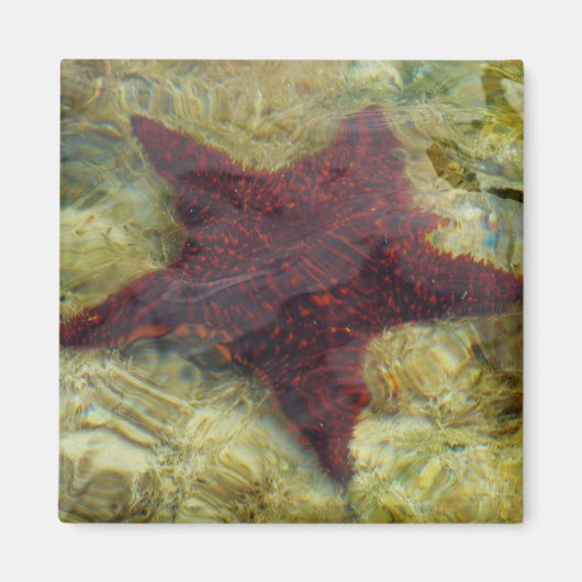 バハマの海中のヒトデ マグネット (正面)
