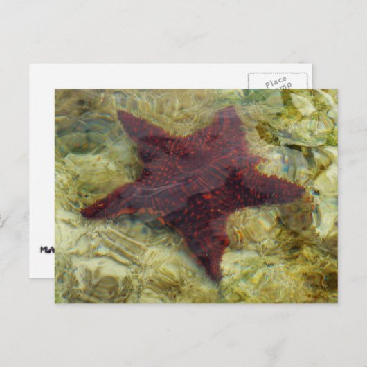 バハマの海中ヒトデ ポストカード (正面/裏面)