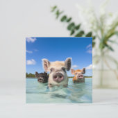 バハマスイミングピグ2024 シーズンカード (スタンド正面)