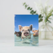 バハマスイミングピグ2024 シーズンポストカード (スタンド正面)