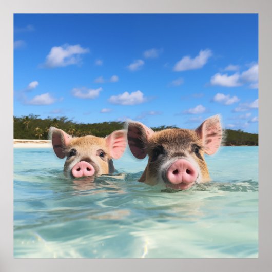バハマスイミングピグ2024 ポスター (正面)