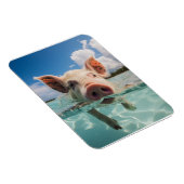 バハマスイミングピグ マグネット (右側)