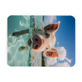 バハマスイミングピグ マグネット (横)